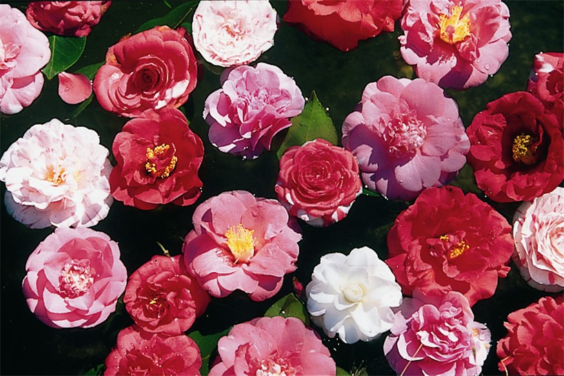 Camelie Lago Maggiore