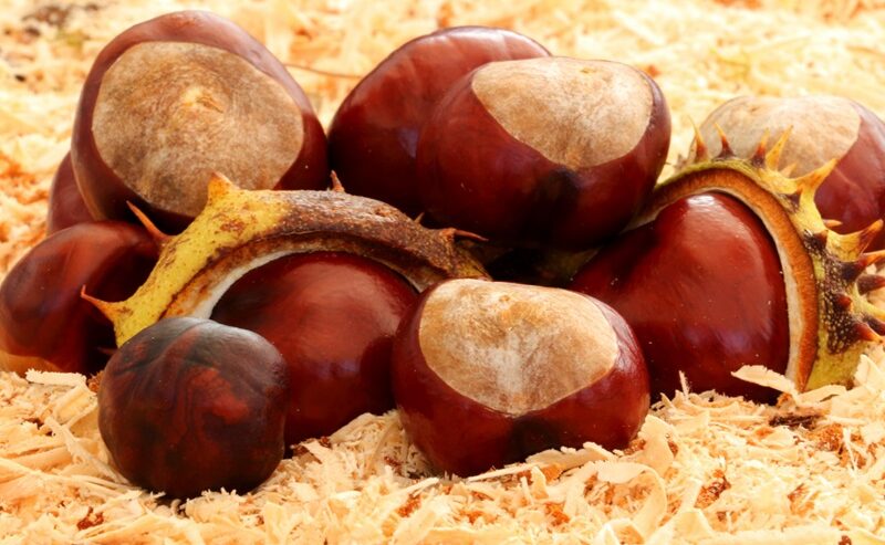 I luoghi del marrone e della castagna in Toscana: tutte le sagre