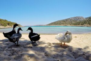 5 destinazioni ecosostenibili in Europa per un viaggio nel 2026