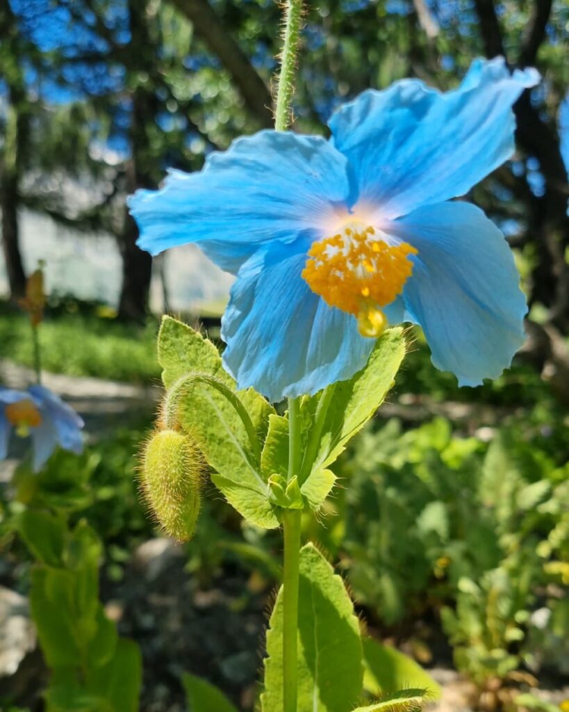 Jardin du Lautaret